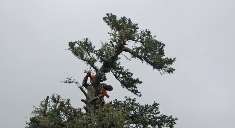 A man wearing an orange hardhat using a chainsaw to remove the top of a tree