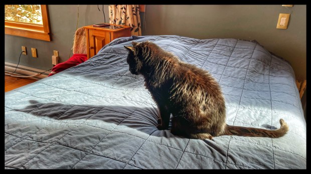 An elderly black cat casts a long shadow across the width of a double bed with a blue-grey bedspread.